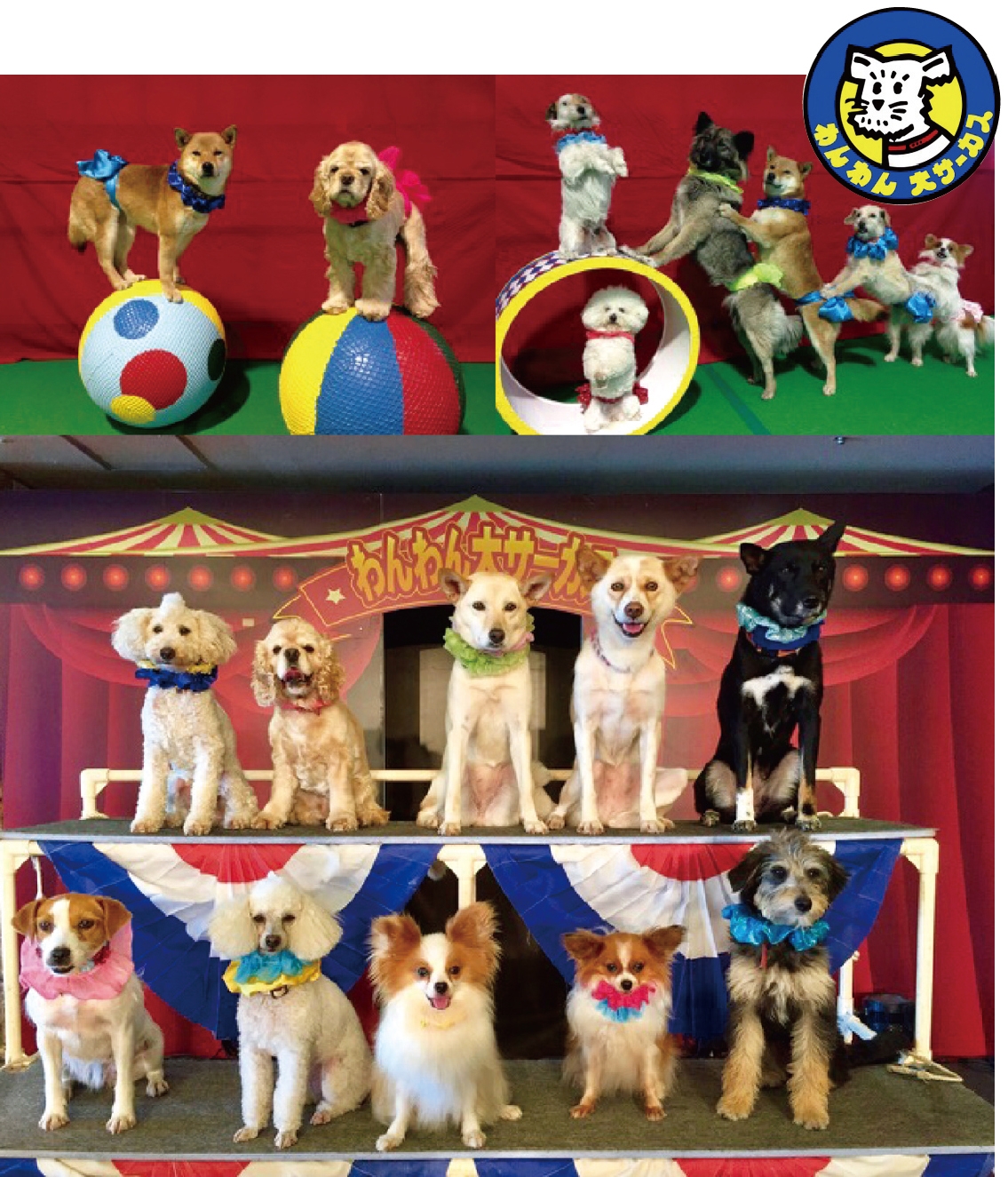 わんわん大サーカス | 店舗＆イベント情報 | 大分県の総合スーパー